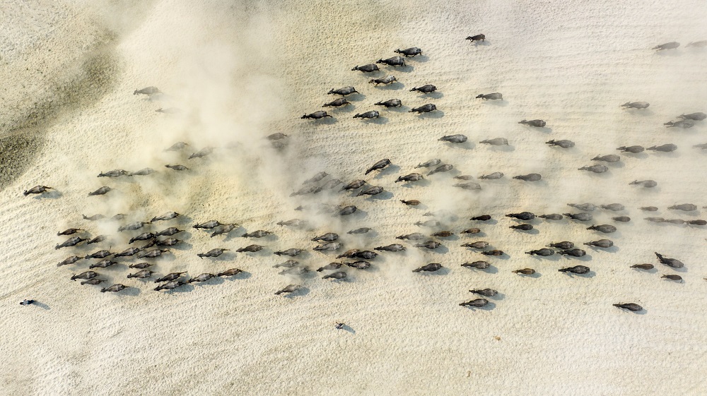 Buffalo herd searching food in river coast in Bangladesh