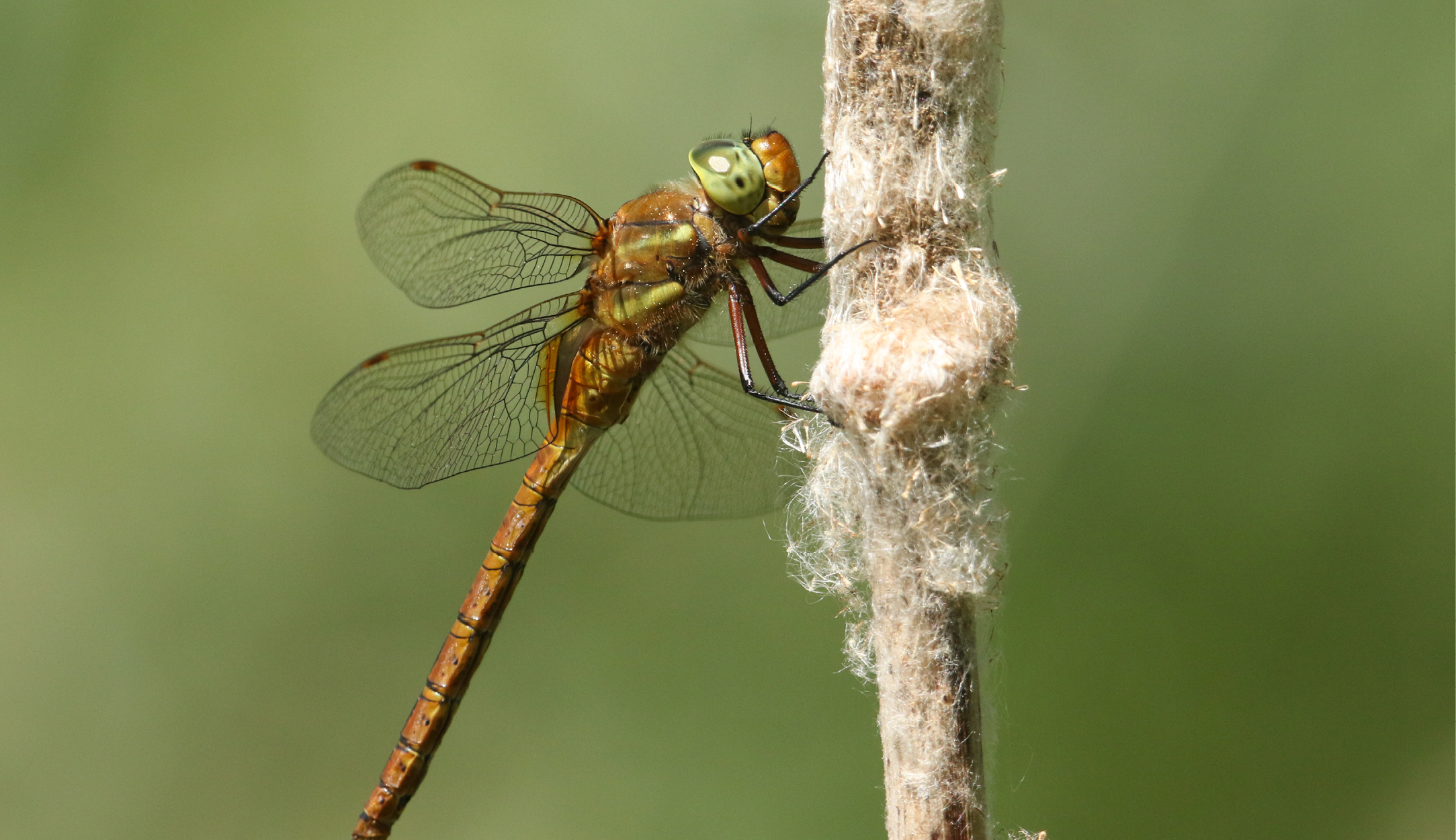 Dragonfly