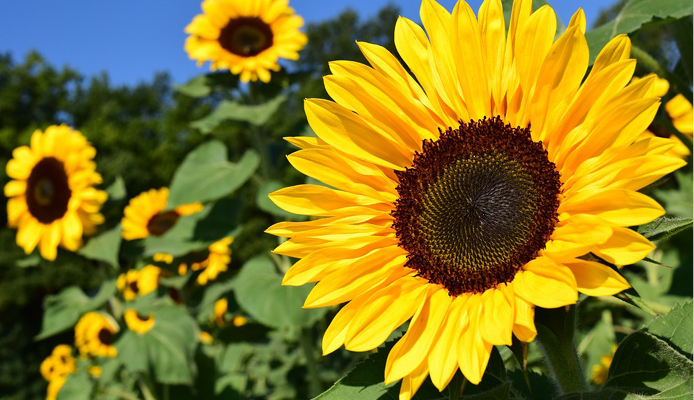 sunflower