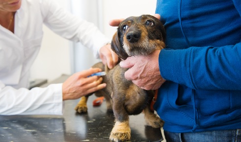 COVID Veterinary vaccine Dawg