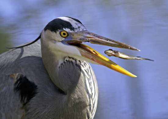 Paddy Ryan Great blue heron with fish 2