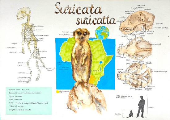 Labelled specimen drawing of a meerkat 