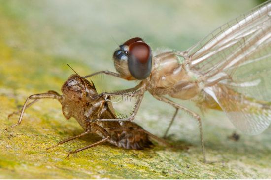 Dragonfly emerging from its exoskeleton