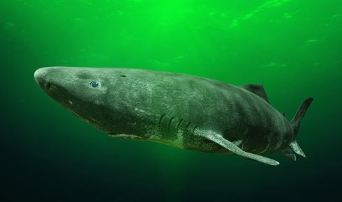 RESIZE Ageing greenland shark