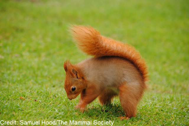 Red-squirrel