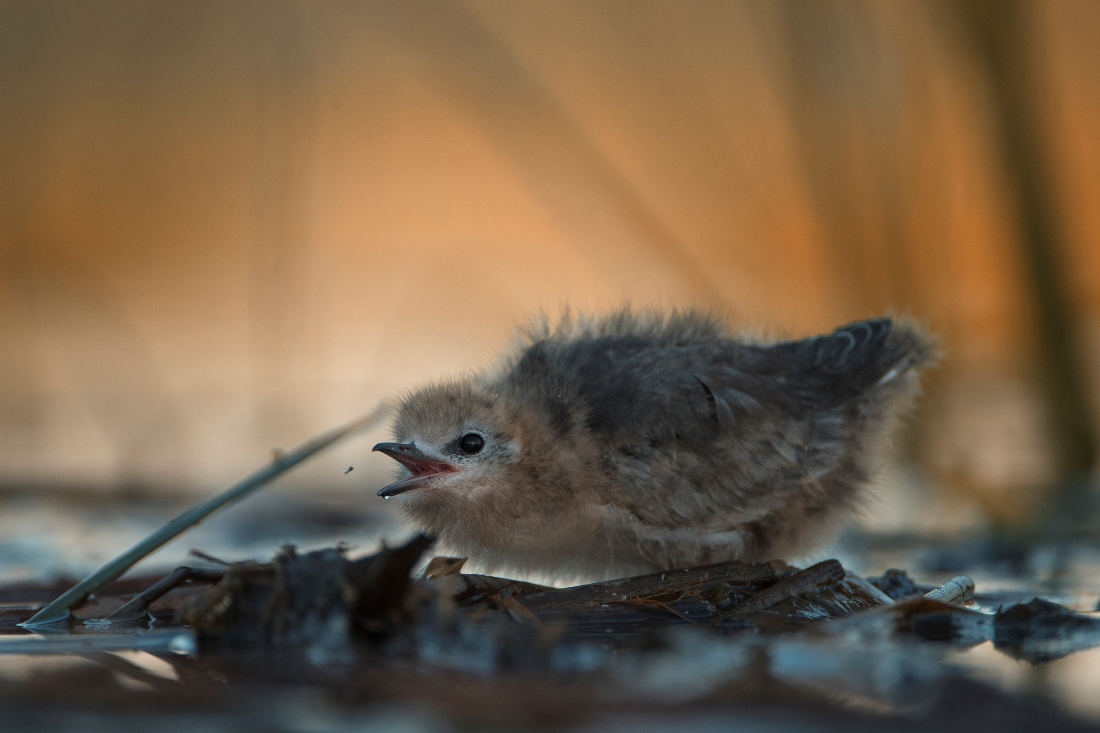 Hunt for mosquitoes Lukasz Boch