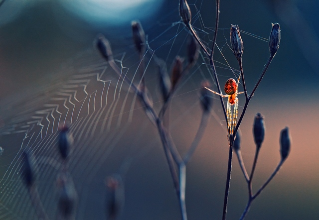 Krasimir-Matarov-Spider-From-Another-World