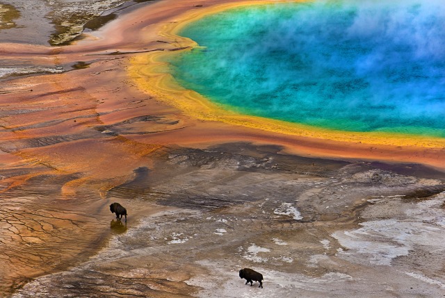 Lukas-Gawenda-Bisons-on-Grand-Prismatic-Spring-USA