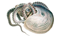 Argonaught-octopus