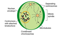 Mitosis