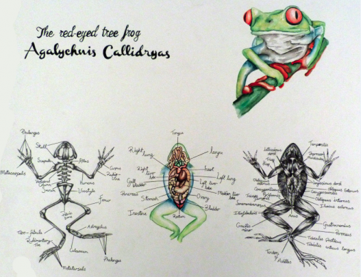 Tree Frog Daniel Callaghan Low Res