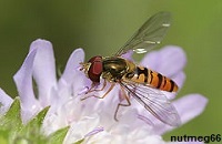 hoverfly