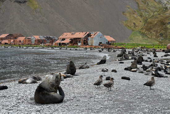 Seals on beach in front of abandoned whaling station