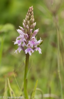 Thames Valley - Orchid