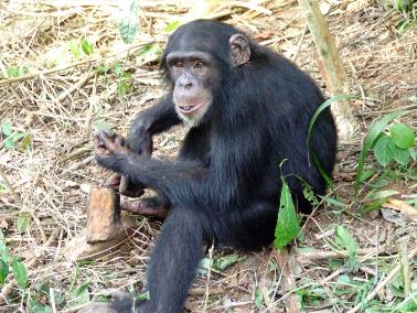 West Midlands - chimp