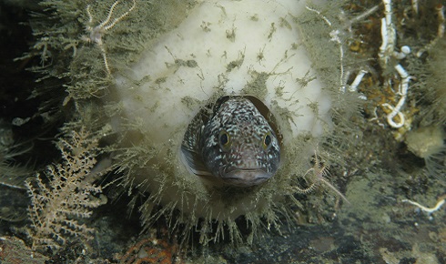 Fish in sponge lundalv