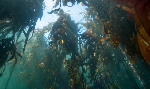 KelpForest