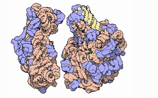 ribosome TI