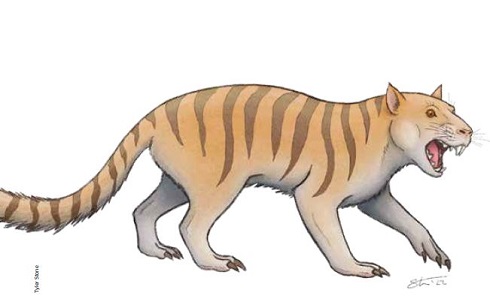 Crypto zoology queensland tiger