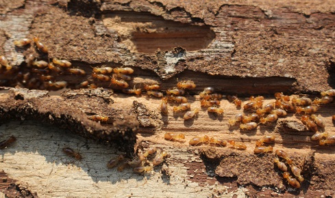 BHM termites