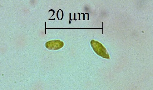 Algae Cacidphiliaoutside