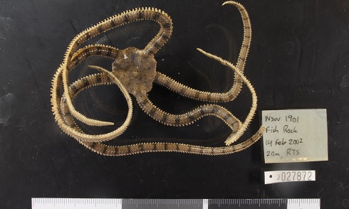 DigitisationPreservedBrittleStar