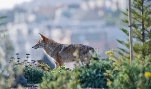 coyote shutterstock resize RD