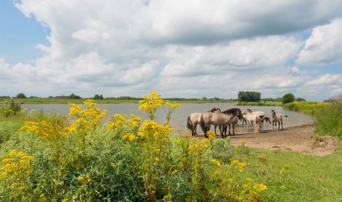 Resized RD ragwort horse shutterstock 313627154