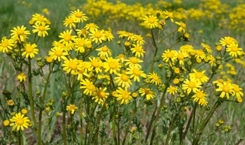 Resized ragwort shutterstock 1943002486