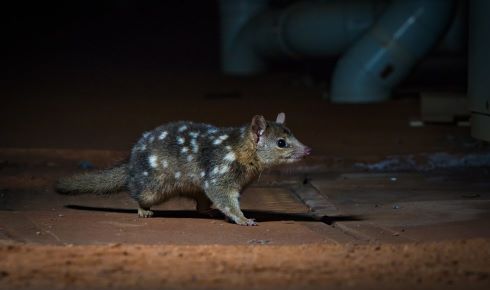 resize northern quoll