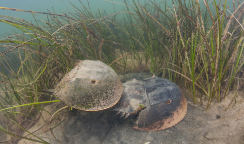 RZ Atlantic horseshoe crabs shutterstock