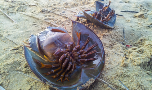 RZ crabs in crisis shutterstock