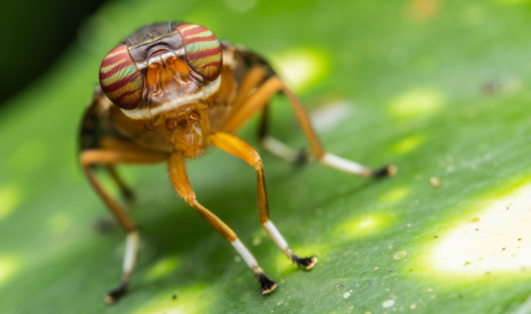 RZ Fly close up