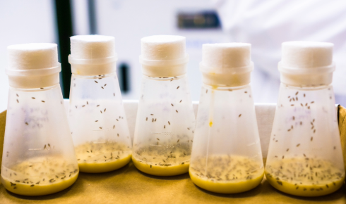 RZ drosophila lab shutterstock 1024285369