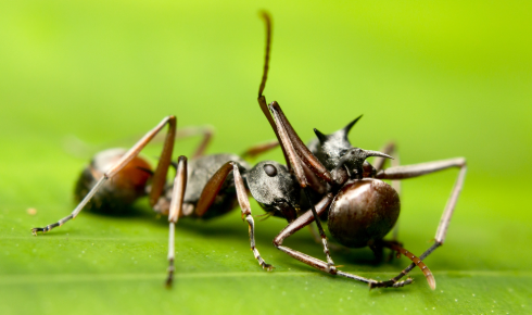 RZ injured ants shutterstock 190816529