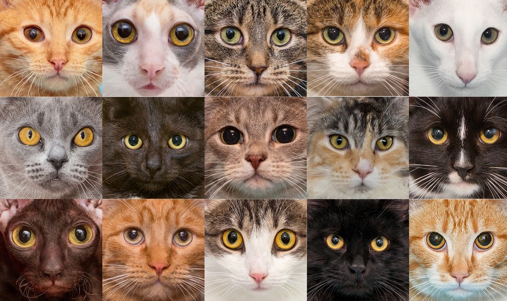 Different varieties 2024 of cats