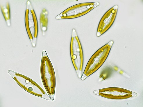 Algae Navicula