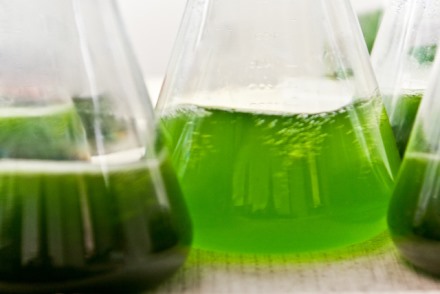 Algal biofuels