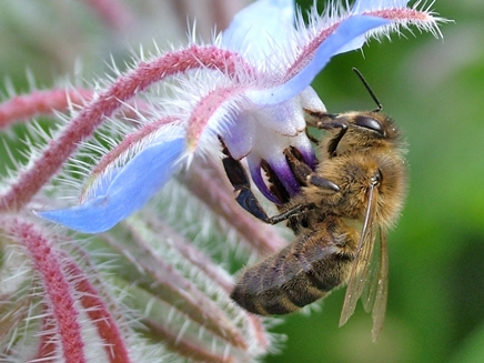 Bee article creates a buzz