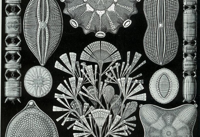 Diatoms