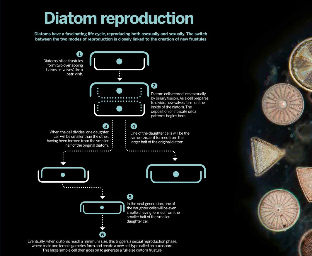 [DIAGRAM] Labelled Diagram Of A Diatom - MYDIAGRAM.ONLINE