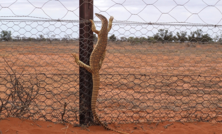 Don T Fence Me In The Debate Over The Value Of Fencing In Wildlife Africa Sustainable Conservation News