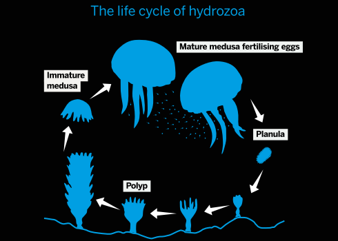 Everlasting life: the ‘immortal’ jellyfish