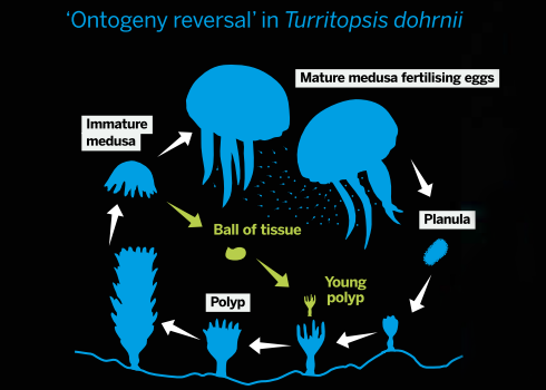 Everlasting life: the ‘immortal’ jellyfish