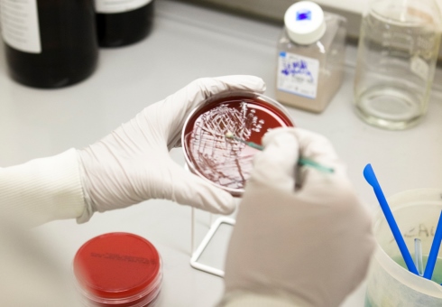 An image of a red petri dish being scraped by a scientist. 