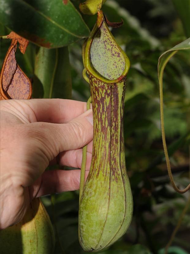 Nepenthes Zygon  Long