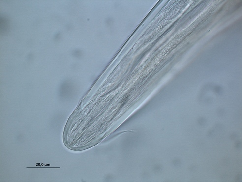nematode Fig1