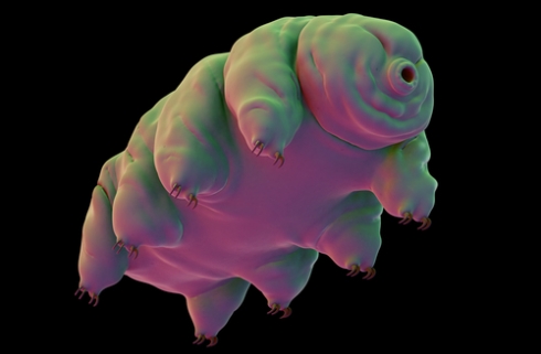 tardigradecolour