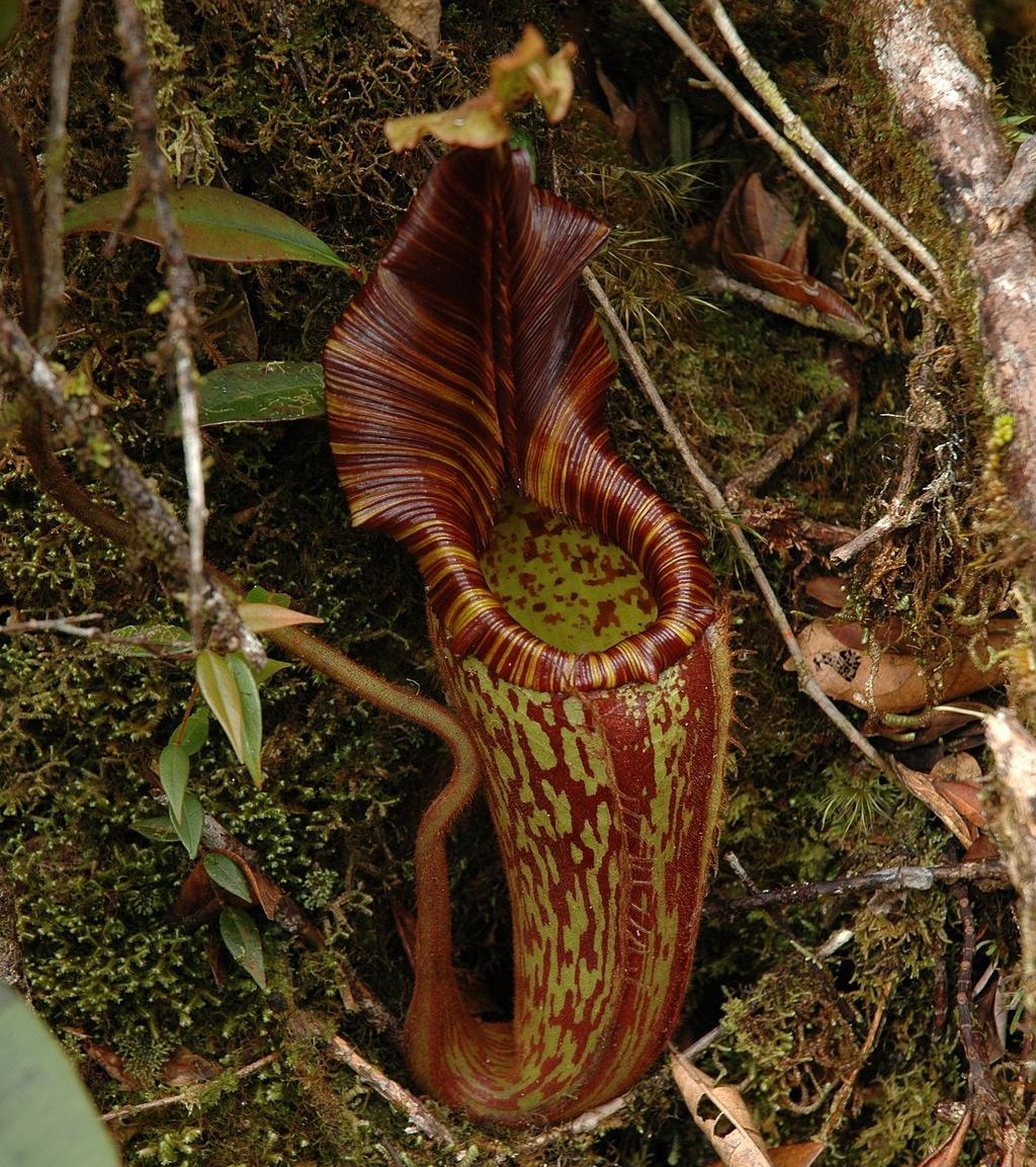 velvet pitcher plant