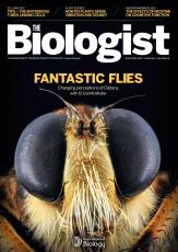 Magazine /images/biologist/archive/2019_04_04_Vol66_No2__Fantastic_Flies